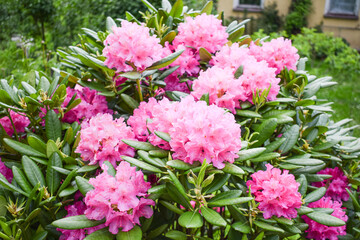 Pink rhododendron flowers. Rhododendron in a garden