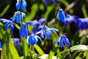 Blausternchen im Frühlimng