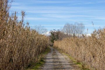 camino entre las cañas