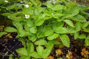 Wild strawberries leaves and flowers. How to plant wild strawberries?