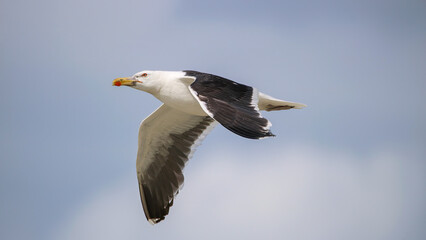Obraz premium Great black-backed gull