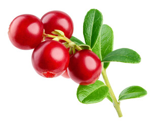 cranberry, cowberry, lingonberry, isolated on white background, clipping path, full depth of field