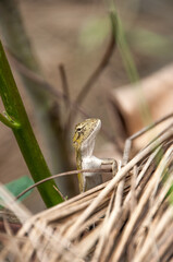 Asian Garden Lizard in Bangladesh