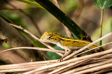 Asian Garden Lizard in Bangladesh