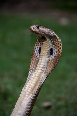 Cobra snake in Bangladesh