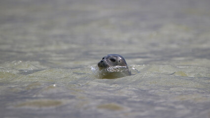 Harbor seal splashed