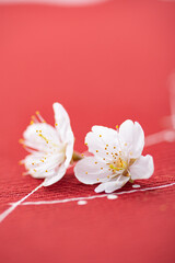 Fototapeta na wymiar 赤の背景と桜の花
