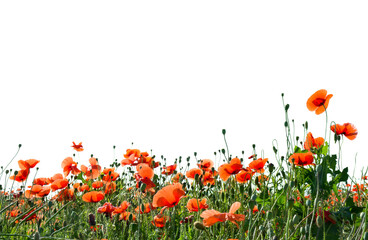 Flowers red poppies ( Papaver rhoeas, corn poppy, corn rose, field poppy, red weed, coquelicot ) on field on a white background with space for text