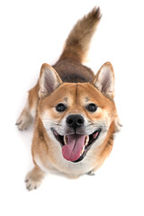 Shiba Inu in front of a white background