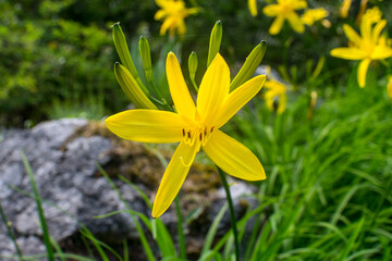 Flowers in the mountains