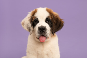 Saint Bernard puppy dog portrait looking at the camera, on a lavender purple background with its tongue sticking out