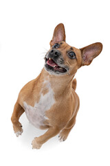 Dog on a white background