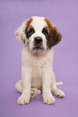 Saint Bernard puppy dog sitting on a lavender purple background looking at the camera