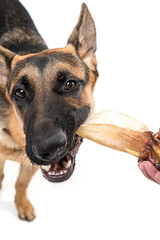 Shepherd on a white background