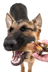 Shepherd on a white background