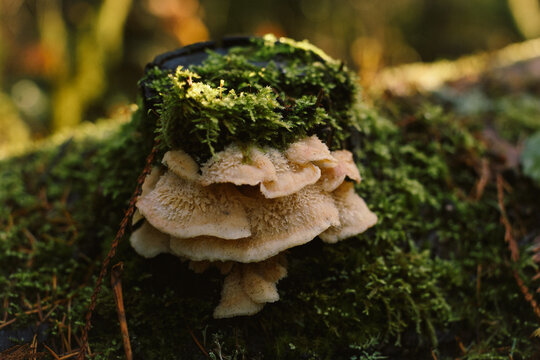 Oyster mushrooms on a log