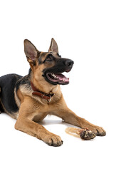 Shepherd on a white background