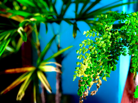 Avenca spring freshness