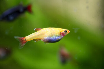 Portrait, Nahaufnahme einers Salmler, Barbe oder Bärblings im Aquarium.
