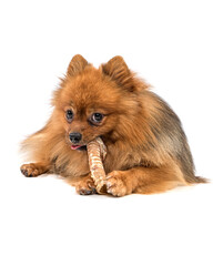 Spitz on a white background