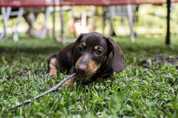 Tiny dachshund
