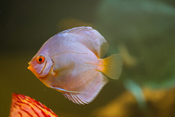 Portrait eines Diskus im Aquarium, Diskufisch geh&ouml;rt zu den Buntbarschen.