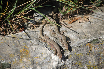 Fototapeta premium A couple of common wall lizard (Podarcis muralis) in the Cantabrian mountains in spring, Spain. The female on the left and the male on the right