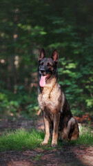German shepherd dog in summer forest 