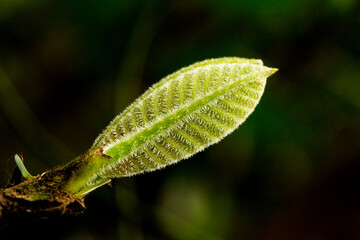 broto, folha, planta, verde, broto, folha, planta, textura, natureza, folha, planta, folha