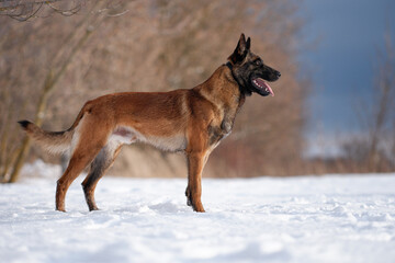 Belgian shepherd malinois in training