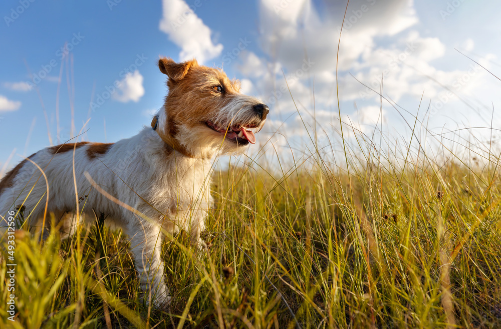 Wall mural banner a beautiful happy dog panting in the meadow grass. hiking, walking with pet in spring or summ