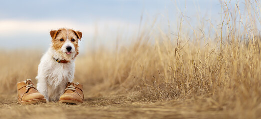 Cute obedient happy dog puppy sitting in the grass with shoes. Pet outdoor training or hiking banner.