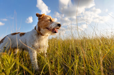 Banner a beautiful happy dog panting in the meadow grass. Hiking, walking with pet in spring or summer.