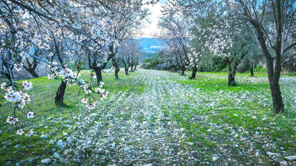 Almont trees orchard in springtime, trees covered with white blossoms in a row along the path