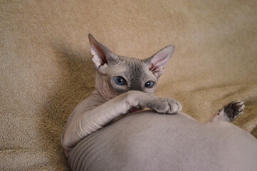 Close-up of sphynx cat on blanket
