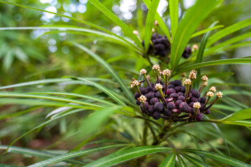 Botanical Garden Palmengarten Frankfurt