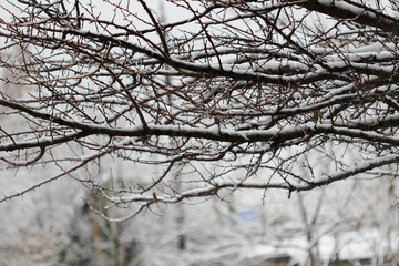 Fototapeta na wymiar branches in the snow