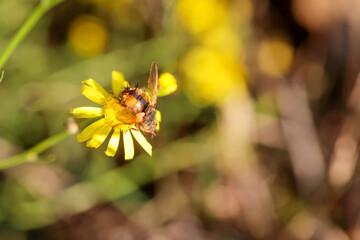 Eine Schwebfliege auf einer gelb blühenden Pflanze.

