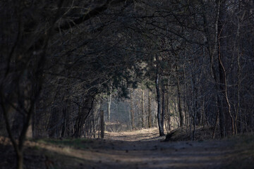 Obraz premium Mystical dark autumn forest with trail in blue fog. Landscape with enchanted trees with orange leaves on the branches. Scenery with path in dreamy old foggy forest. Fall colors. Nature. Vintage toning