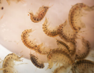 Viele Flusskrebse in einem Kunststoff Behälter.
