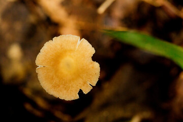 Cogumelo circular. Lactarius griseus é um fungo que pertence ao gênero de cogumelos Lactarius na...