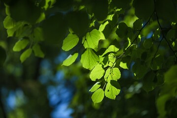 deciduous trees in summer, illuminated by beautiful sun and light, in the background sky, trees and clouds. Beautiful full colors of blue, green, yellow and white. Pollen season. Season of summer holi