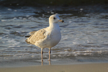 Portrait einer Mantelmöwe. Eine Möwe an der Ostsee.
