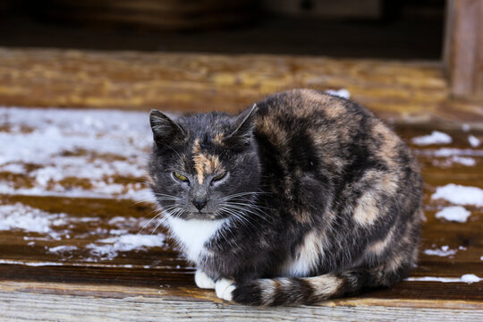 Wild multicolor tabby cat. A homeless cat sits on a wooden bench against the background of an old log wooden house. Rural landscapes, rural winter photos.