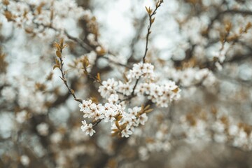 The spring is comming. Closeup of a blooming tree, cherries. Spring colors, beautiful sunny weather. Begin allergies. Season.