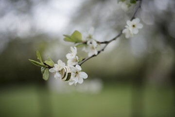 Obraz premium The spring is comming. Closeup of a blooming tree, cherries. Spring colors, beautiful sunny weather. Begin allergies. Season.