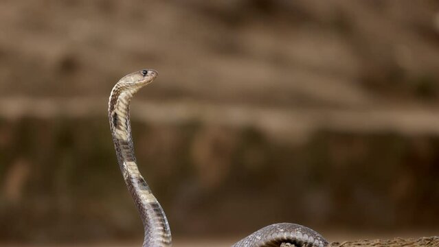 Indian spectacled Cobra Snake venomous with its hood - lat. Naja naja. Snake charmer and cobra in a basket. Wild Life, Asian snakes. Slow motion 120 fps video, ProRes 422, 10 bit
