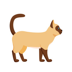 Siamese cat standing in profile. Cute thai domestic cat. Illustration in flat style.