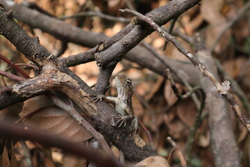 Head and Ventral view of a female oriental garden lizard