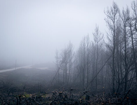 Burned and Falling Trees in a Forest